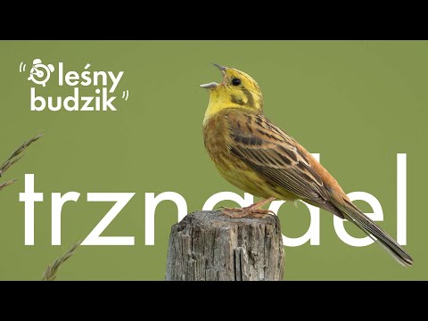 Leśny Budzik - Trznadel