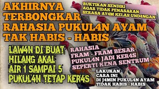Download lagu the secret of pukul4n ay4m becomes ker4s and t4k h4bis h4bis !!! mp3
