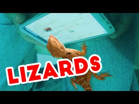 Funniest Lizard & Reptile Blooper & Reaction Videos of 2016 Weekly Compilation | Funny Pet Videos