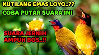 Download lagu Suara Pancingan Burung Kutilang Emas Full Variasi mp3
