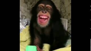 Download lagu #minangkocak Dubing monyet terlucu bikin ngakak mp3