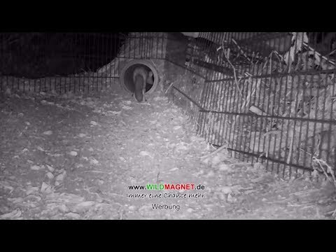 Erster Fang mit Wildmagnet Universallockmittel in Dose Wipprohrfalle