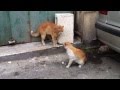 Most vicious cat fight you will see!