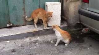 Most vicious cat fight you will see!