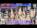 EP150 การแสดงนกเพนกวิน โชว์ตัวตอนกลับเ
