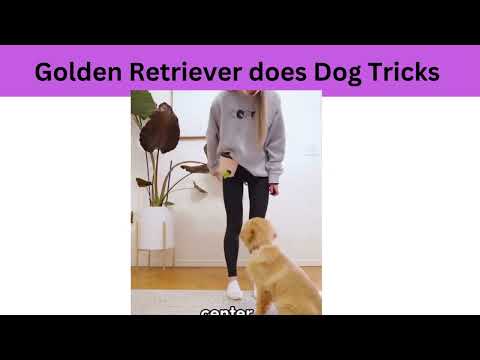 Dog Tricks