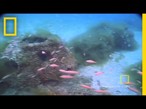 download lagu mp3 mp4 Ball Reef, download lagu Ball Reef gratis, unduh video klip Ball Reef