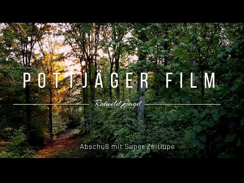 ROTWILD mit Erregung eine Kalbes ! Seltene Aufnahmen