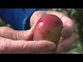 U of M's 'Triumph' apple coming to garden centers, nurseries in 2023