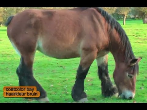 Beautiful Belgian Draft Horses