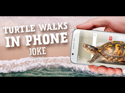 Turtle Walks in Phone joke Video