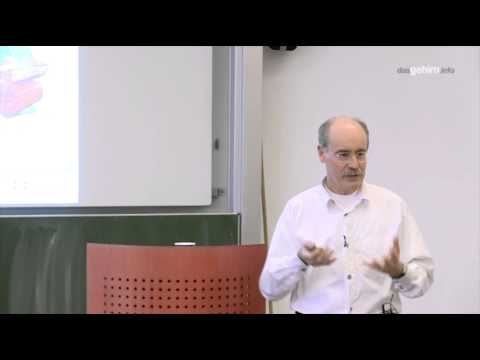 Raum und Zeit im Gehirn