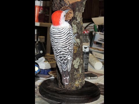 "Red Belly Woodpecker "