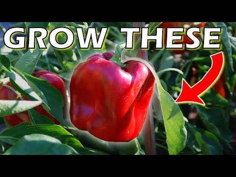 How to Grow Bell Peppers From Seed Indoors - DO THIS for SUCCESS
