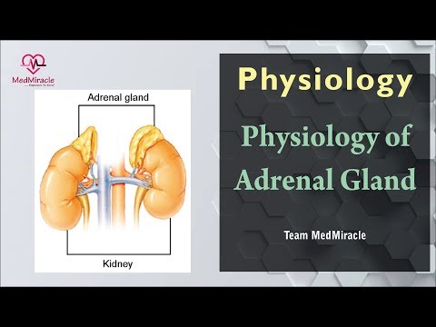 Video No. 78 Physiology of Adrenal Gland by Team MedMiracle