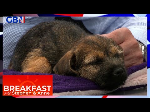 Master Dog - Puppy Bootcamp video.