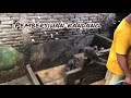 Keadaan Otter Di Kandang Dan Pembersihan Kandang Rutin
