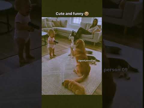 Very fuuny dogs 🐕 ❤️❤️❤️🤭🤭🤭 #reelsinstagram ##funny #feedshorts #explore #feedshorts #reels