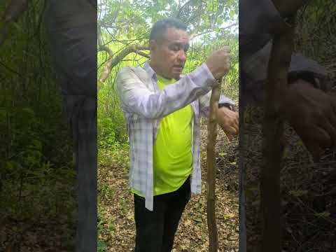 Finca Sion Mamporal Estado Miranda Venezuela Vienes 4 de Julio 2025