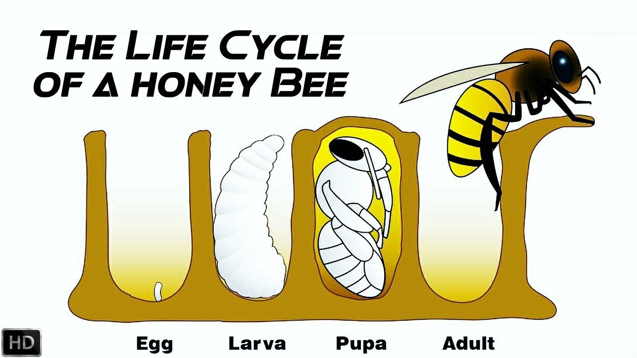 Watch video The Life Cycle of a Honey Bee | The First 21 Days of Honey Bee's Life Now The Life Cycle of a Honey Bee | The First 21 Days of Honey Bee's Life