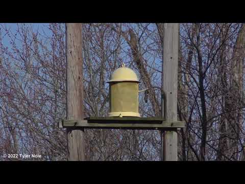 Gilboa, OH Darley Champion Attack - 1/8/22