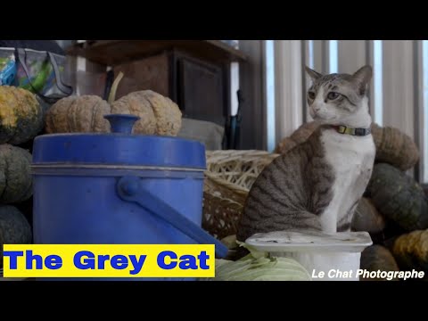 Marché Pak Klong Talat à Bangkok et son fameux chat cendré qui fascine les visiteurs