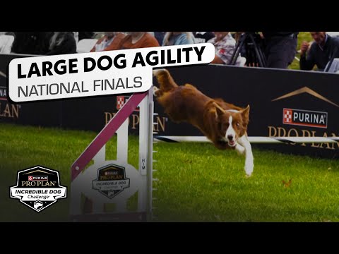 Incredible Dog Challenge 2025: Large Dog Agility National Finals | NBC Sports