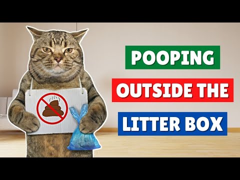 10 Reasons Your Cat is Pooping OUTSIDE The Litter Box 🙀💩 And What To Do