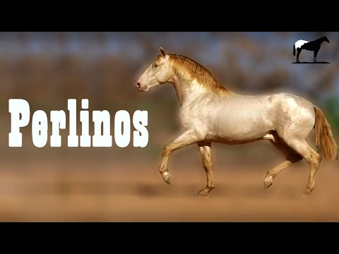 Tesoros Genéticos "Caballos Perlinos"🐴-Del Cerro Soy