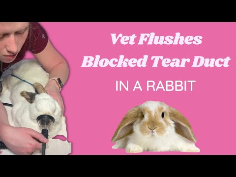 Veterinarian flushes blocked nasolacrimal (tear) duct in a rabbit - dacrocystitis treatment