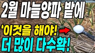 마늘양파밭에 이것만 하면 몇배 더 수확! 병충해 걱정 끝!