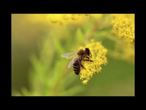 Ingrid Witt - Another Kingdom Is Gone (Suedo Remix) (House)