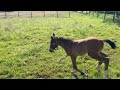 Foal M&acirc;le Dexter de Kerglenn X Elvis Ter Putte