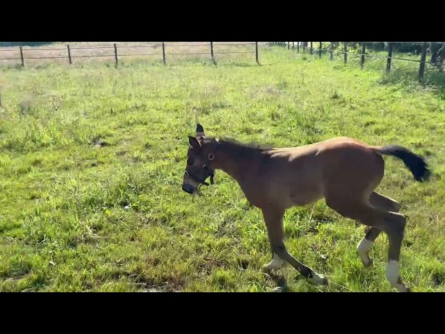 Foal M&acirc;le Dexter de Kerglenn X Elvis Ter Putte