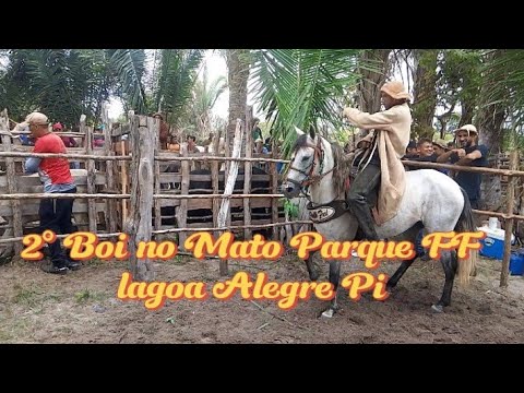II pega de boi no mato parque FF salobro lagoa Alegre Pi. 