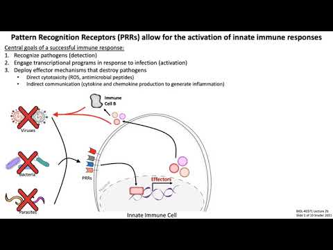 Lecture 2b: Innate Immune Receptors and Signaling