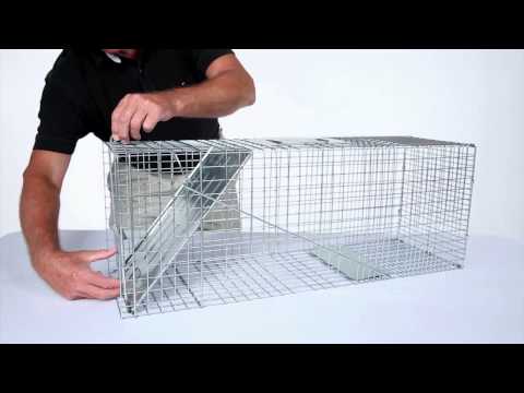 How to Set: Havahart® Large 1-Door Trap Model #1079 for Raccoons, Cats, Groundhogs and Opossums