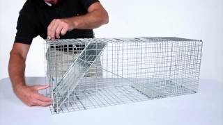 How to Set: Havahart® Large 1-Door Trap Model #1079 for Raccoons, Cats, Groundhogs and Opossums
