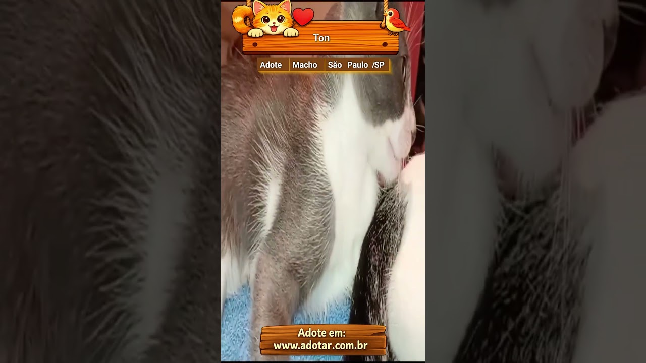 Gato raça SRD-ViraLata idade 2 a 6 meses nome Ton