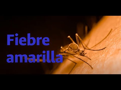 Conozca sobre la fiebre amarilla