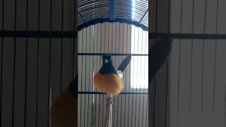 Download lagu Murai batu Borneo juara #kalimantan #shorts #viralshorts mp3