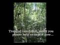 The Rain Forest Song 