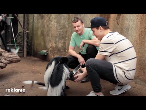 Hvad kan jeg blive - Dyrepasser - YouTube video