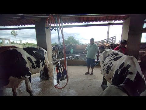 Vacas boa de leite usando as peiteiras na fazenda Eduardo seledônio Jaguaruana Ceará