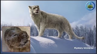 Extinct cave lions, almost perfectly preserved, discovered in Siberia