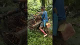 Download lagu OJEK SAWIT DI TANJAKAN LICIN HABIS HUJAN #shorts mp3