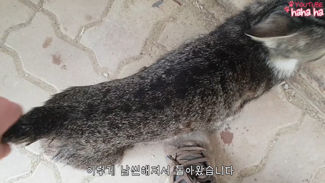 갑자기 날씬해져서 돌아온 길냥이