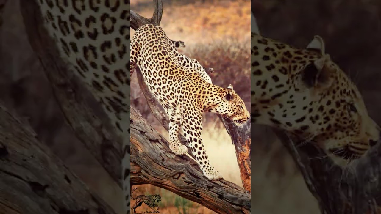 Clouded Leopards: Nature’s Stealthy and Stunning Predators!