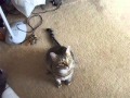 Buddy Green Eyed Brown Tabby Cat 2 Years Old Playing With Catnip Mouse PART 2