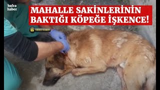 Mahalle Sakinlerinin Baktığı Köpeğe İşkence!